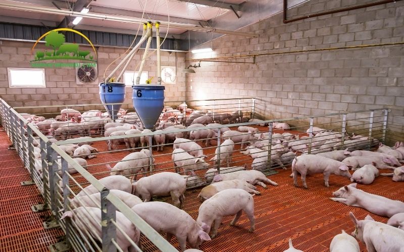 Lợn nuôi bao lâu thì sinh sản lứa đầu tiên? 6 lợn nuôi bao lâu thì sinh sản