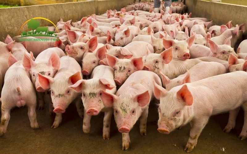Lợn nuôi bao lâu thì sinh sản lứa đầu tiên? 5 lợn nuôi bao lâu thì sinh sản