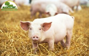 Lợn tiêm kháng sinh có an toàn không