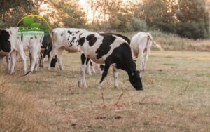 mối quan hệ giữa trồng trọt và chăn nuôi