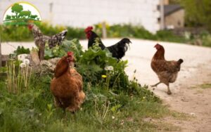 Mua gà giống Minh Dư ở đâu