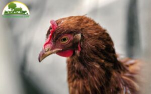 thuốc đặc trị bệnh đầu đen ở gà