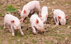 tiêm phòng cho lợn con mới đẻ