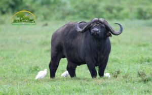 trâu cười nhe răng