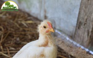 triệu chứng bệnh cúm gia cầm ở gà