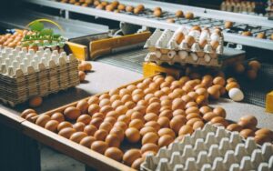 trứng gà công nghiệp là gì