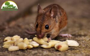 tự nhiên có chuột reo