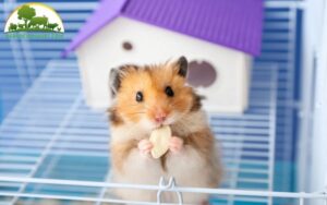 tuổi thọ của chuột hamster