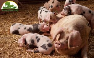 tuổi thọ của lợn