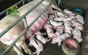 tuổi thọ trung bình của lợn nái