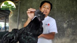 bán gà h mông giống