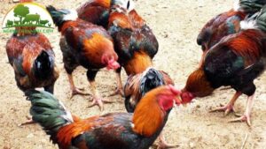 bán giống gà hồ