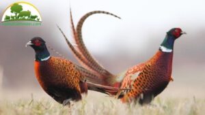 các giống gà lôi