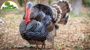 các giống gà tây