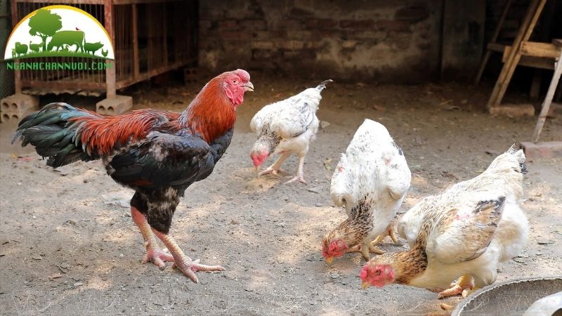Gà hồ chân to: giống gà hồ lai đông tảo tiến vua độc đáo 4 gà hồ chân to