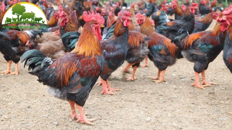 Gà hồ chân to: giống gà hồ lai đông tảo tiến vua độc đáo 6 gà hồ chân to