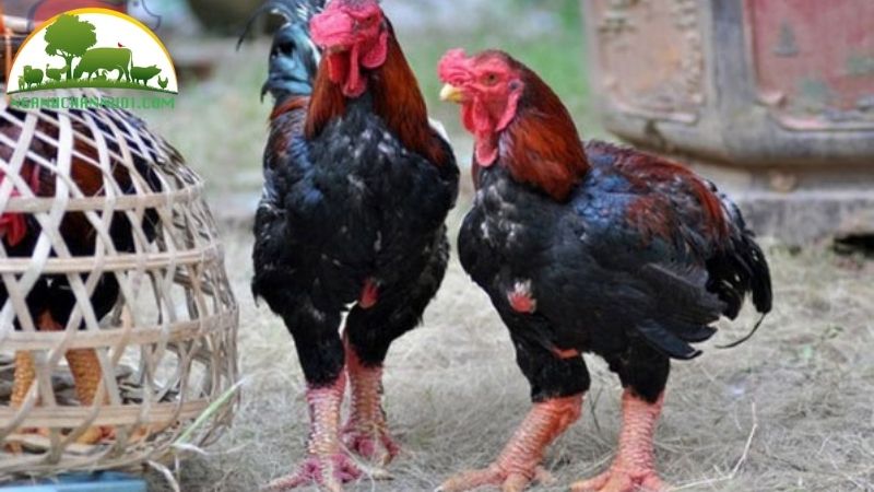 Gà hồ: nguồn gốc, đặc điểm và kỹ thuật nuôi giống gà hồ thuần chủng 6 gà Hồ