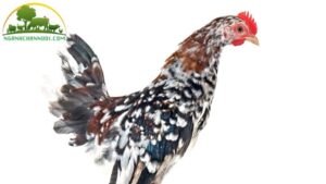 gà kiểng serama
