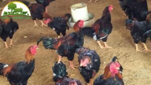 gà lai hồ lương phượng