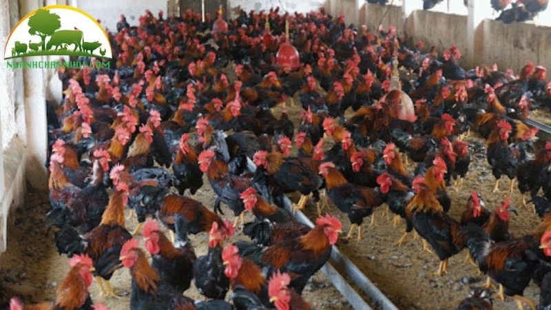 Đặc điểm, nguồn gốc giống gà lai hồ mào cờ 4 gà lai hồ mào cờ