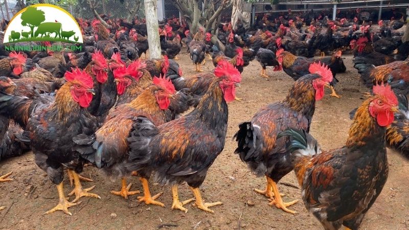 Đặc điểm, nguồn gốc giống gà lai hồ mào cờ 5 gà lai hồ mào cờ