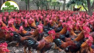 gà lai hồ mào cờ