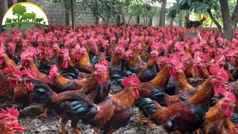 Đặc điểm, nguồn gốc giống gà lai hồ mào cờ 6 gà lai hồ mào cờ