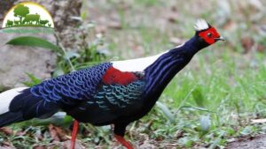 gà lôi lam đuôi trắng