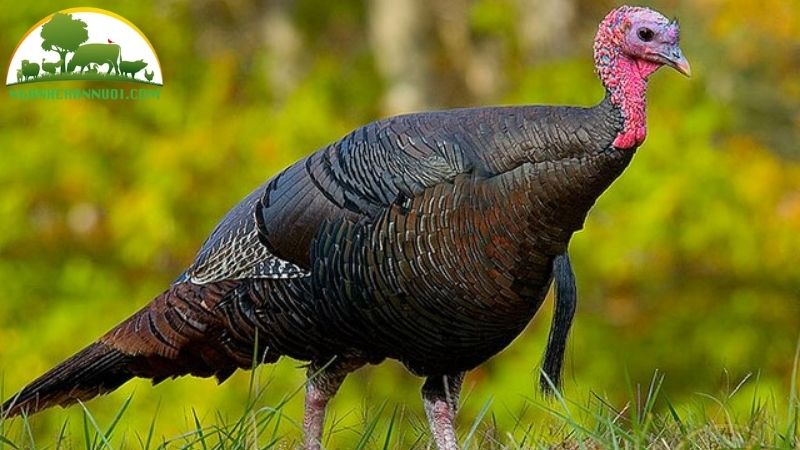 Tìm hiểu về gà tây màu đồng Huba và kỹ thuật nuôi gà tây huba năng suất 6 gà tây màu đồng