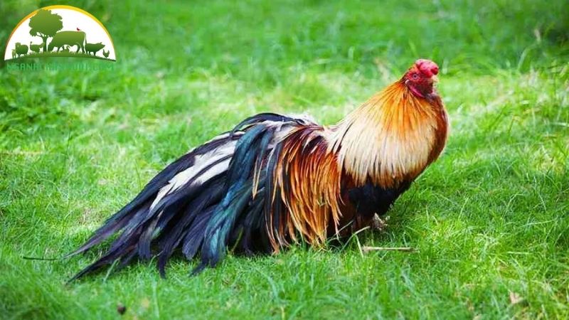 TOP 3 giống gà tre được nuôi phổ biến nhất hiện nay 5 gà tre