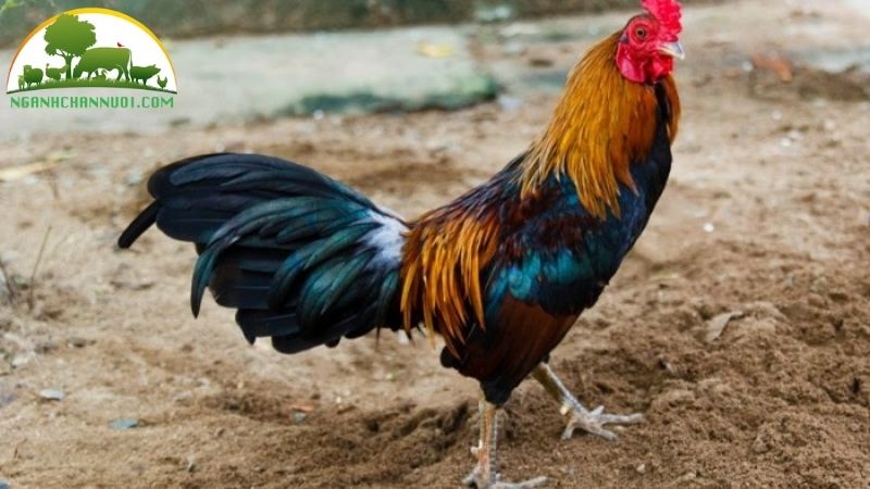 Gà tre đá: chế độ nuôi, kỹ thuật chăm sóc và vào thuốc 6 gà tre đá