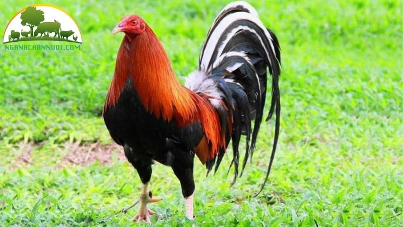 Gà tre đá: chế độ nuôi, kỹ thuật chăm sóc và vào thuốc 4 gà tre đá
