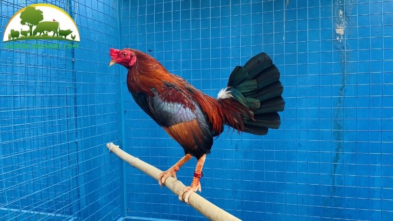Gà tre giáp: nguồn gốc, đặc điểm và giá bán con giống 5 gà tre giáp