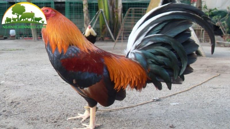 Tìm hiểu về gà tre mỹ rặc và các dòng gà tre mỹ lai phổ biến hiện nay 5 gà tre mỹ