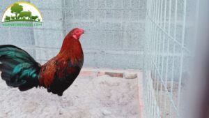 gà tre mỹ rặc dòng kelso