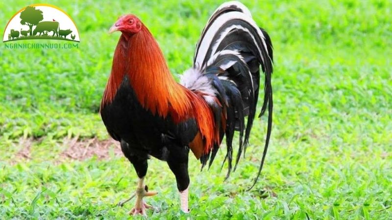 Tìm hiểu về nguồn gốc, đặc điểm gà tre mỹ rặc dòng kelso 4 gà tre mỹ rặc dòng kelso