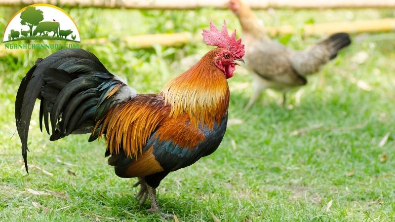 Giống gà tre thịt: đặc điểm, giá bán và đơn vị cung cấp con giống 6 gà tre thịt