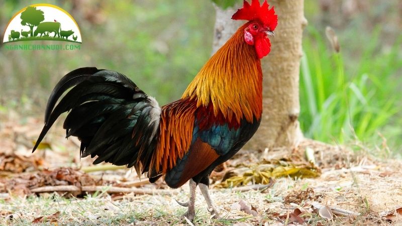 Giống gà tre thịt: đặc điểm, giá bán và đơn vị cung cấp con giống 5 gà tre thịt