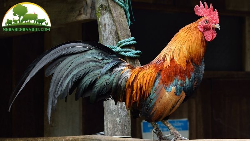 Giống gà tre thịt: đặc điểm, giá bán và đơn vị cung cấp con giống 4 gà tre thịt