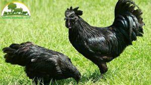 giá gà h mông giống