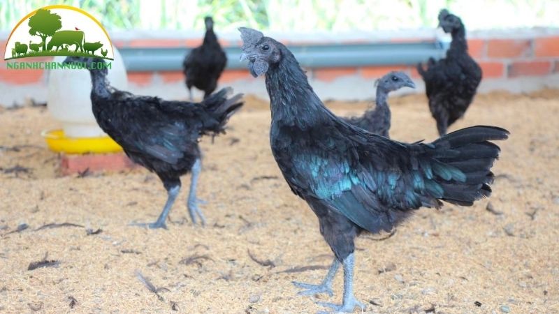 Bảng giá gà h mông giống thuần chủng cập nhật mới nhất 2025 4 giá gà h mông giống