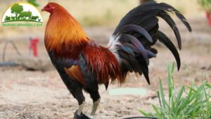 nuôi gà tre thịt