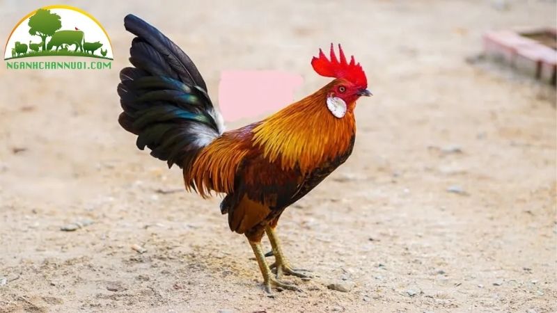 Mô hình trang trại và kỹ thuật nuôi gà tre thịt thương phẩm 5 nuôi gà tre thịt