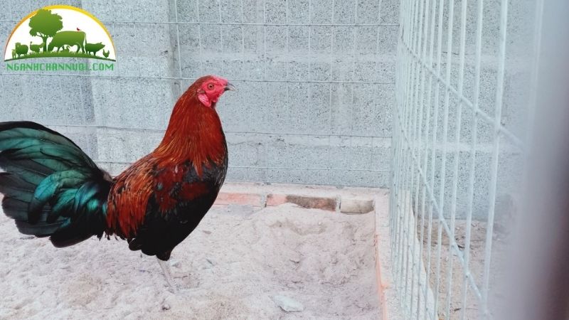 Mô hình trang trại và kỹ thuật nuôi gà tre thịt thương phẩm 4 nuôi gà tre thịt