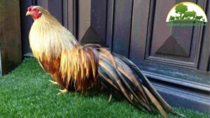 trại gà tre tân châu