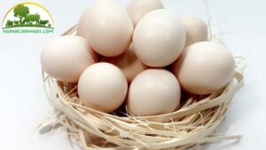 trứng gà đen h mông