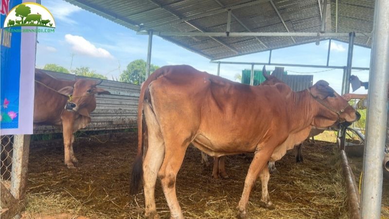 Bò Gyr: Nguồn gốc, đặc điểm và biểu tượng văn hóa Ấn Độ 6 Bò Gyr