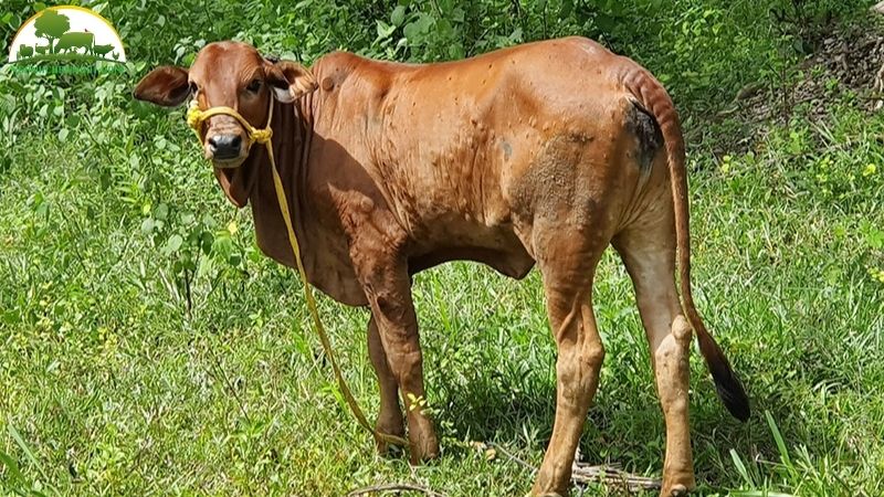 Bò Gyr: Nguồn gốc, đặc điểm và biểu tượng văn hóa Ấn Độ 5 Bò Gyr