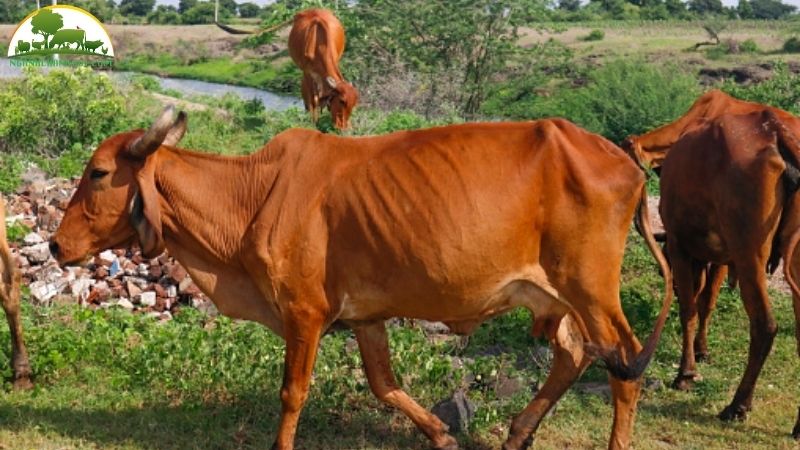 Bò Gyr: Nguồn gốc, đặc điểm và biểu tượng văn hóa Ấn Độ 4 Bò Gyr