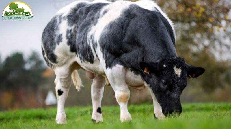 Bò 3B (Bò BBB): Nguồn Gốc, Đặc Điểm và Kỹ Thuật Nuôi 5 bò 3b